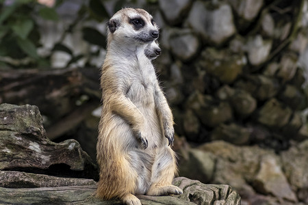 可爱的 meerkat (suricatta) 是一种小动物，它站着警惕地向前看，看着一块小木头，木头上放着模糊的自然背景。