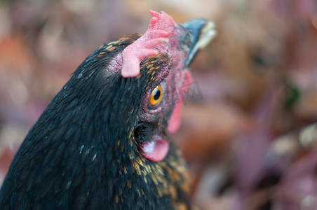 一只黑母鸡的特写，一只惊讶的母鸡看起来有橙色的眼睛