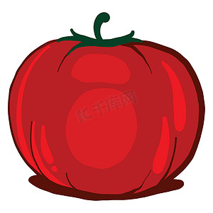 矢量番茄蔬菜摄影照片_红色新鲜番茄，插图，白色背景矢量