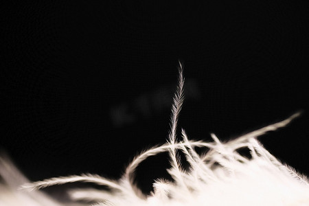 深色背景中蓬松的白色鸵鸟羽毛