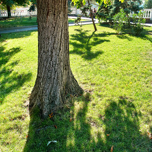 阳光明媚的公园里的大枫树