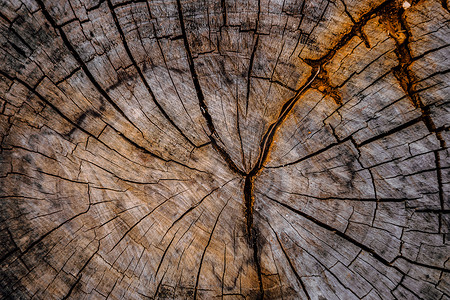 同心度摄影照片_木树桩圆形，横截面圆切大干树干，年轮纹理裂缝，多色切片覆盖灰色铜锈。