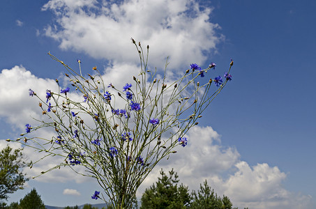 多云天空背景、普拉纳山上的蓝瓶花、矢车菊或矢车菊野花花束