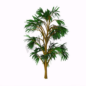 Cordaites borrasifolius 树