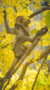 桂花树枝上的小猕猴 春天的黄花