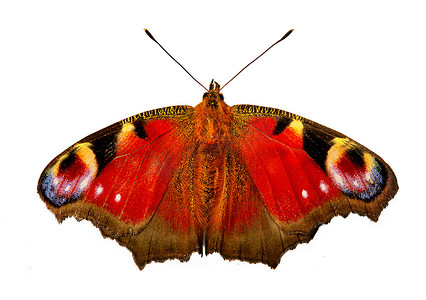 蝴蝶 - 欧洲孔雀蝴蝶。