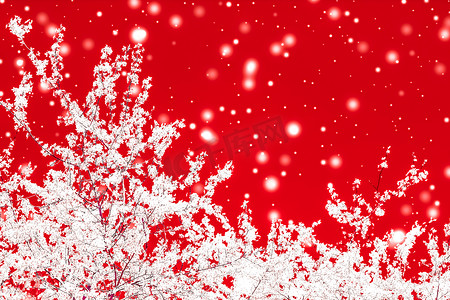 圣诞节、新年红色花卉背景、节日贺卡设计、花树和雪花作为豪华美容品牌的冬季促销背景