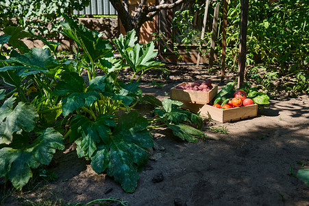 夏季小屋里的木箱里装有新鲜收获的有机时令本土蔬菜。