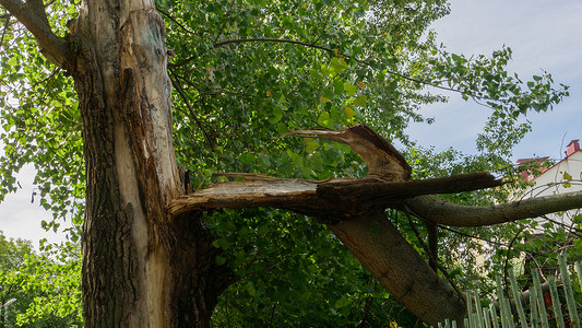 强风吹拂摄影照片_遭受强风后折断的树干。