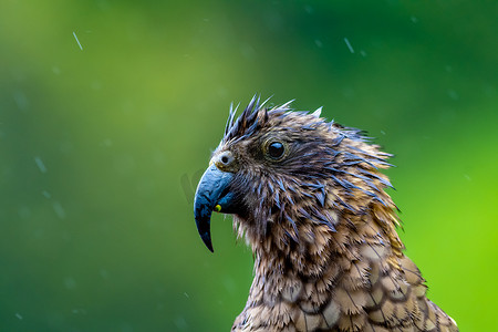 雨中的新西兰啄羊鹦鹉高山鹦鹉