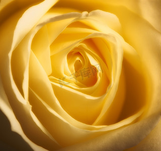 一朵黄玫瑰的特写照片