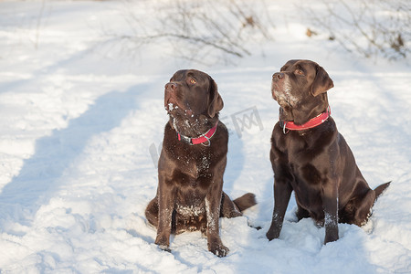 巧克力实验室躺在雪地里。在寒冷的冬日，可爱有趣的棕色拉布拉多犬在白色的新鲜雪中快乐地在户外玩耍。纯种猎犬在冬季户外玩得开心