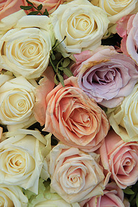 婚礼安排中的淡色玫瑰