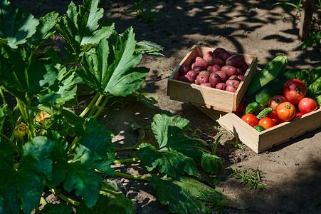 木板箱摄影照片_在肥沃的茄子灌木丛旁，农田木箱的顶部景色是新鲜收获的有机蔬菜