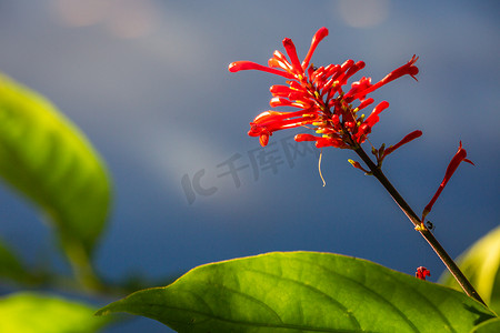巴西红色热带植物的自然背景，纹理细致