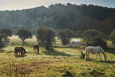 可爱蒸汽摄影照片_清晨，很少有野马在田野里吃草，吃草，马看着镜头，白色和棕色的马，鼻孔里冒出的蒸汽，背光，背景是树木的斜坡，阳光刺眼