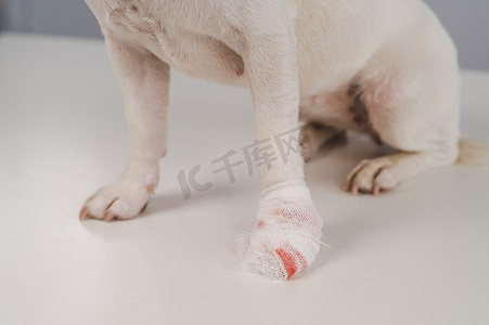 白色背景上包扎狗爪的特写镜头。