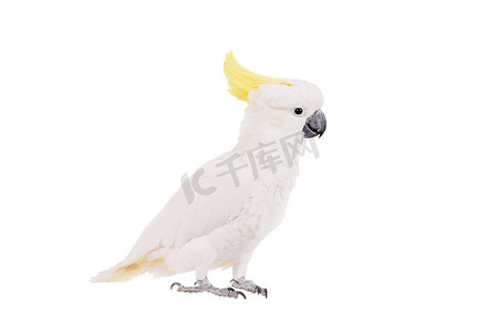 硫凤头鹦鹉，孤立在白色