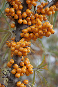 沙棘杨树防护林摄影照片_分支与沙棘成熟浆果关闭。
