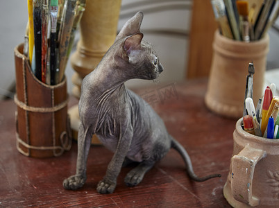 迷人的灰色斯芬克斯小猫在艺术工作室的桌子上漫步。