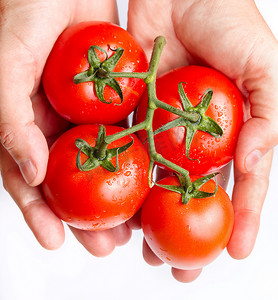 摘番茄摄影照片_拿着刚从葡萄藤上摘下来的新鲜红番茄