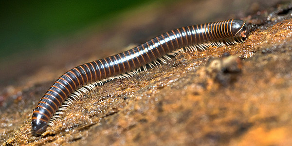 千足虫，马里诺巴耶纳国家公园，哥斯达黎加