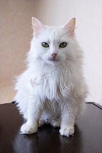 坐在桌子上的白色蓬松猫