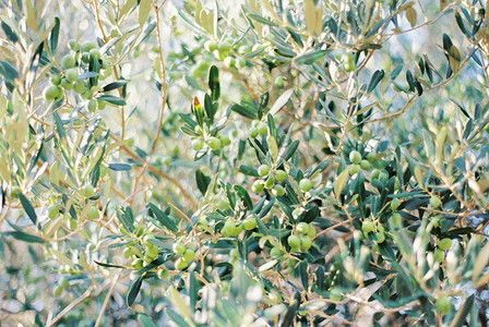 绿橄榄密密麻麻地长在树枝上