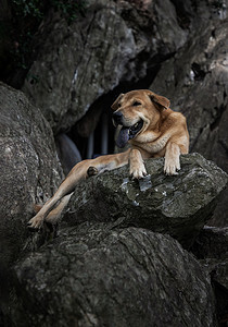 单独的棕色狗肖像舒适地坐在山路上的大石头或大岩石上的放松时间。