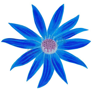 手绘向日葵花卉摄影照片_手绘蓝色 Topinambur 在白色背景下被隔离。