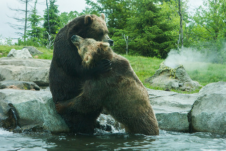 两只灰熊（棕色）打架