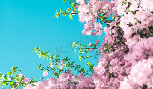 梦幻花摄影照片_梦幻花园中柔和的粉红色盛开的花朵和蓝天，花卉背景