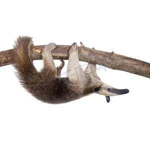 喇叭的摄影照片_领食蚁兽，白色的 Tamandua tetradactyla