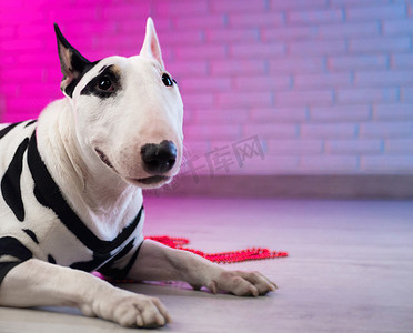 一只穿着斑点狗衣服的白色斗牛犬靠在霓虹粉色和蓝色色调的砖墙上