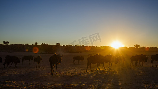 南非 Kgalagadi 跨境公园的蓝色角马