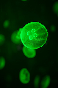 绿色发光水母 aurelia aurita 水下