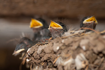 一群小燕子在巢里