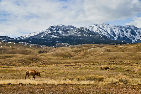 美国雪山的黄色田野与鹿