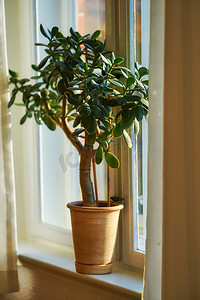 玉或景天盆栽植物生长在盆中作为室内家居装饰，相信会带来好运。