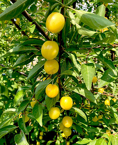 桃李遍九州摄影照片_黄色李子，树枝上的樱桃李果，成熟的果实收获，果树。