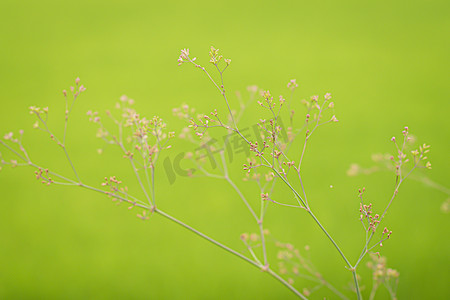 绿色田野上的小野草花自然新鲜模糊背景