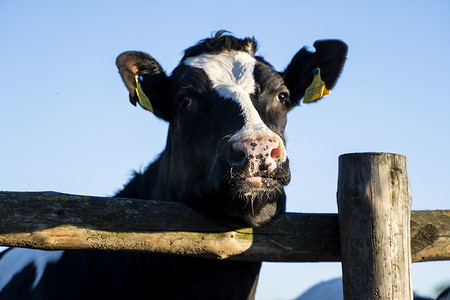 农场里一头年轻的黑白牛的美丽特写，看着栅栏夏季牧场后面的相机。