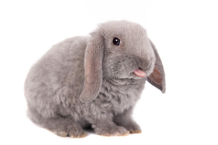 灰色垂耳兔雷克斯品种