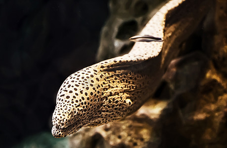 水族馆里的咸水鱼海鳗。