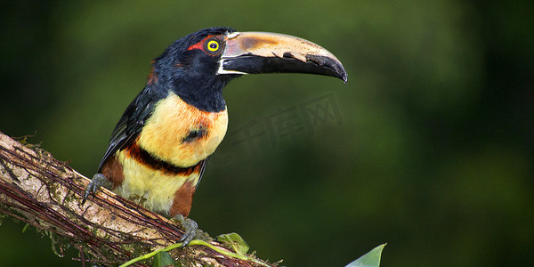 领 Aracari，巨嘴鸟，热带雨林，哥斯达黎加