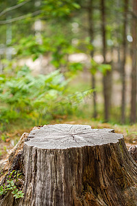 森林青苔摄影照片_针叶林里长满青苔的老树桩，风景优美。