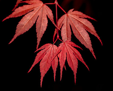 枫树红背景摄影照片_自然背景黑色的红枫叶