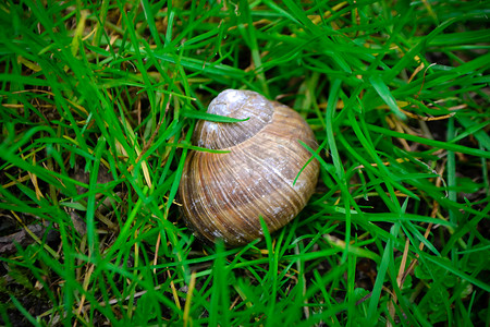 罗马蜗牛 - Helix pomatia，来自捷克共和国欧洲花园和草地的普通蜗牛。
