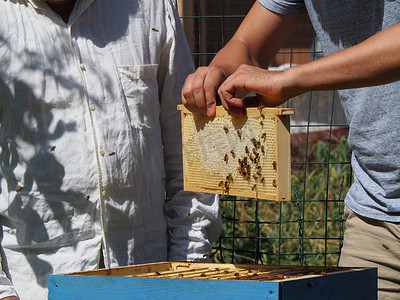 养蜂大师从蜂群中的蜂箱中取出装有蜂蜜的框架。