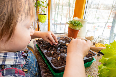 男孩在迷你温室的泥炭片中种植南瓜和豌豆种子